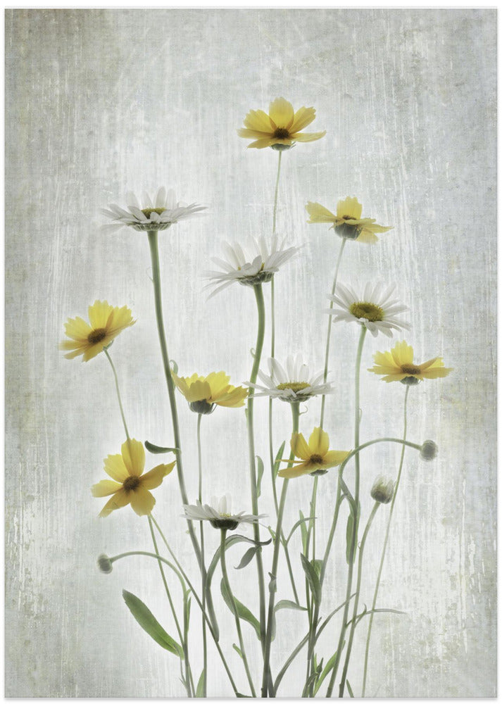 Summer Flowers