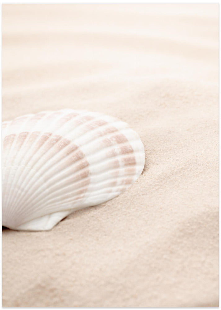Shell_3