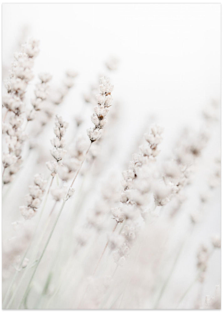Grass straws