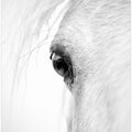 Art Prints of Hose eye