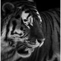 Art Prints of The king