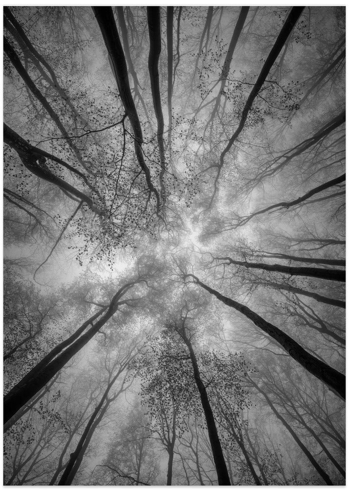 Treetops