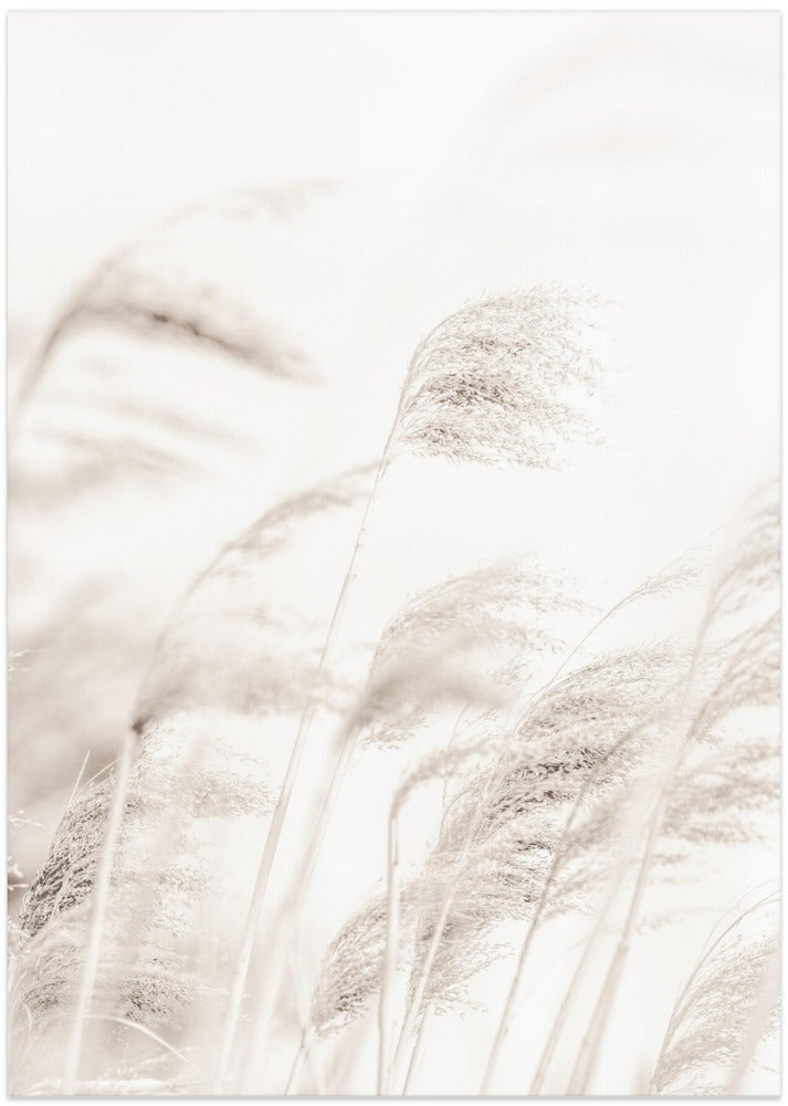 REED