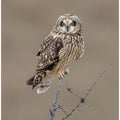 Art Prints of Short-eared Owl