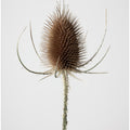 Dried_004