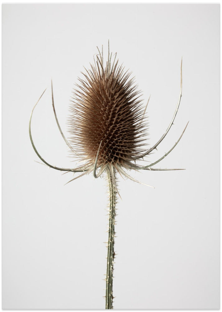 Dried_004