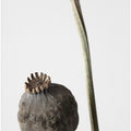 Dried_005