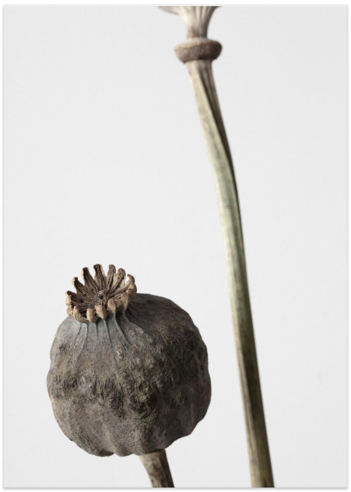 Dried_005