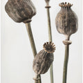 Dried_006