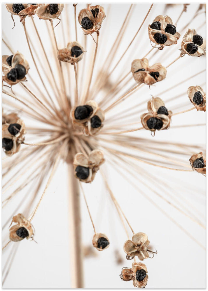 Dried_007