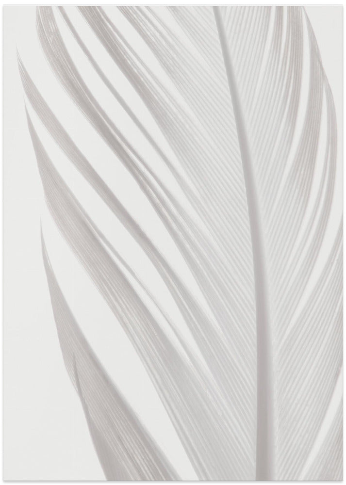 Feather_006