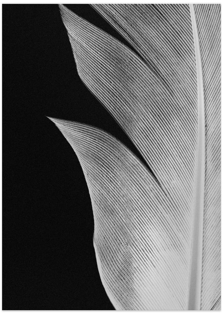 Feather_005
