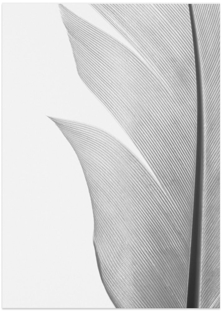 Feather_004