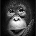 Art Prints of Innocent