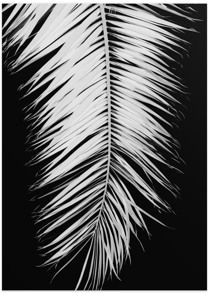 Palmblad_004