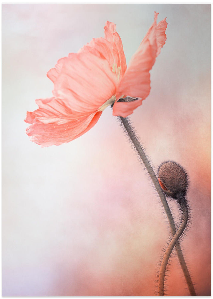 Tenderness