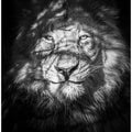 Art Prints of Being watched