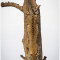 Art Prints of Camouflage