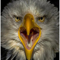 Art Prints of Eagle