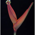 Art Prints of Lemur Tree Frog on a Tropical Stem
