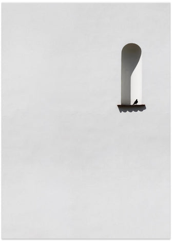 Art Prints of Single dove
