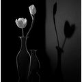 The Shadow of Spring