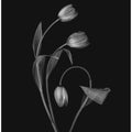 Bending Tulips