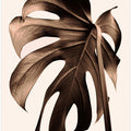 Monstera Gold