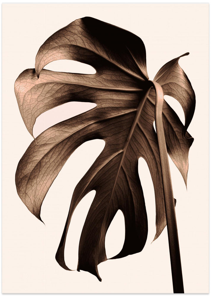 Monstera Gold
