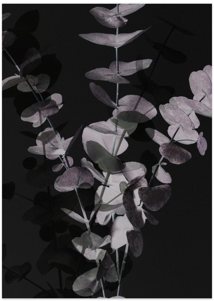 Eucalyptus_Negative_001