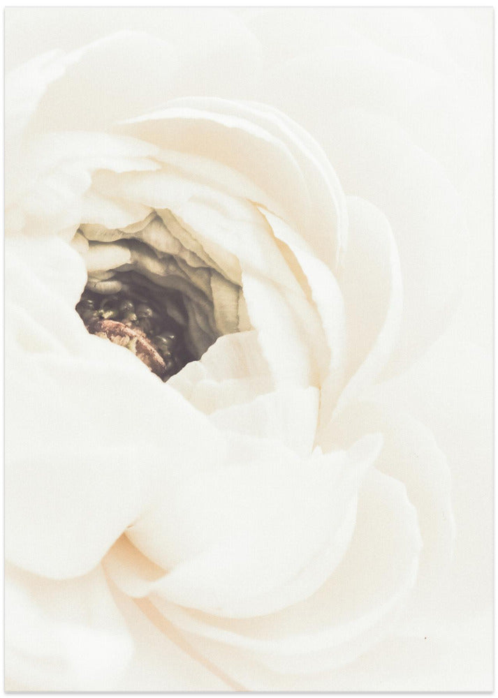 White Flower 01