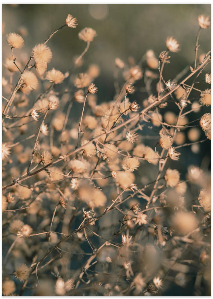 Beach flowers_003