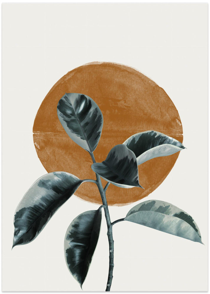 Sun and Ficus