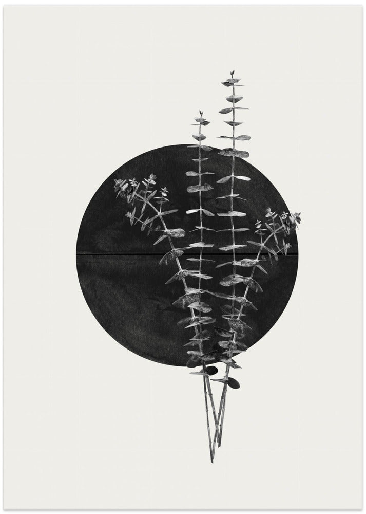 Plant and Black Sun