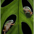 Art Prints of Hang out