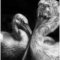 Art Prints of Crisscross