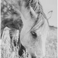 Art Prints of stallion