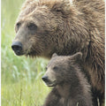 Art Prints of Momma Bear and Cub Portrait
