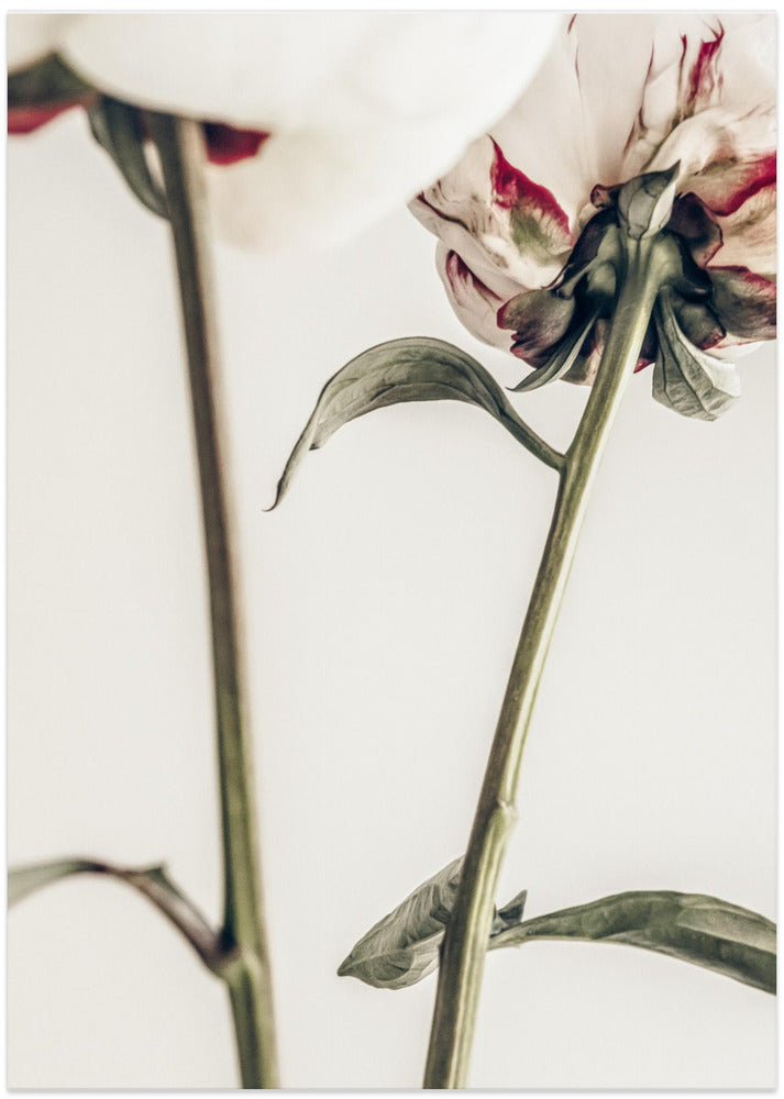 Peony 01