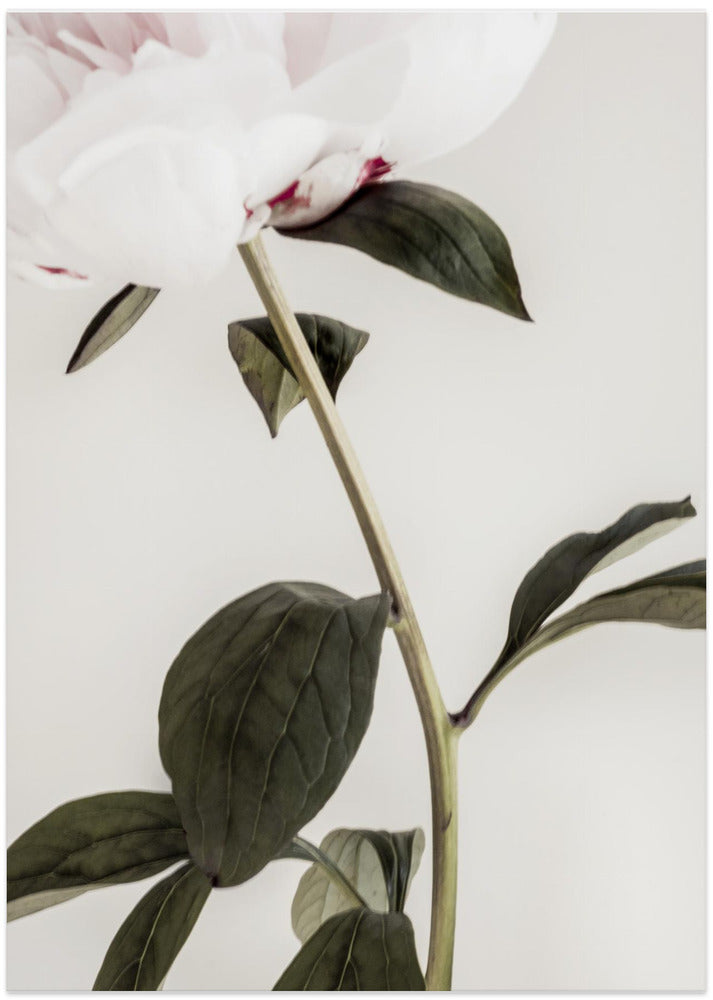 Peony 09