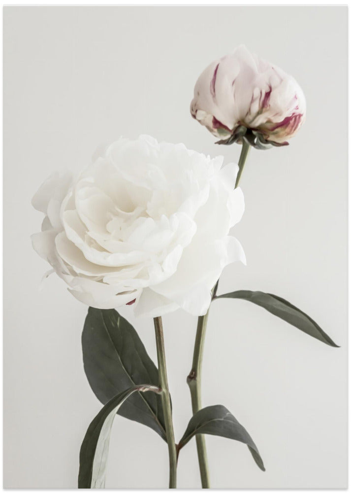 Peony 12
