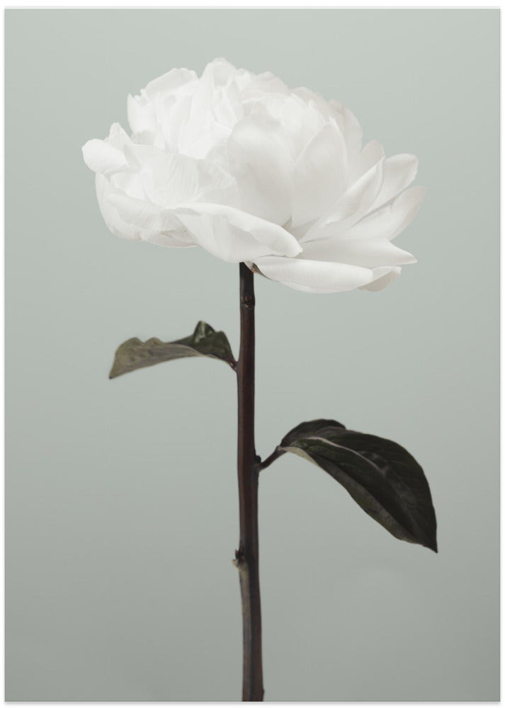 Peony 16