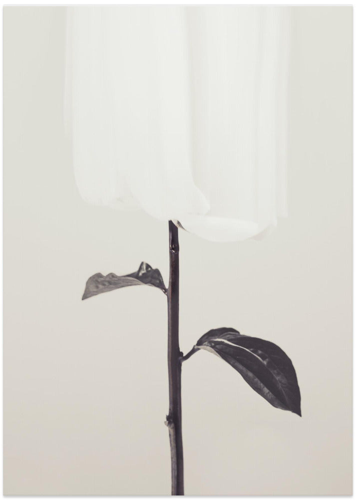 Peony 18
