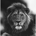 Art Prints of Ready