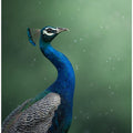 Crowned Onlooker