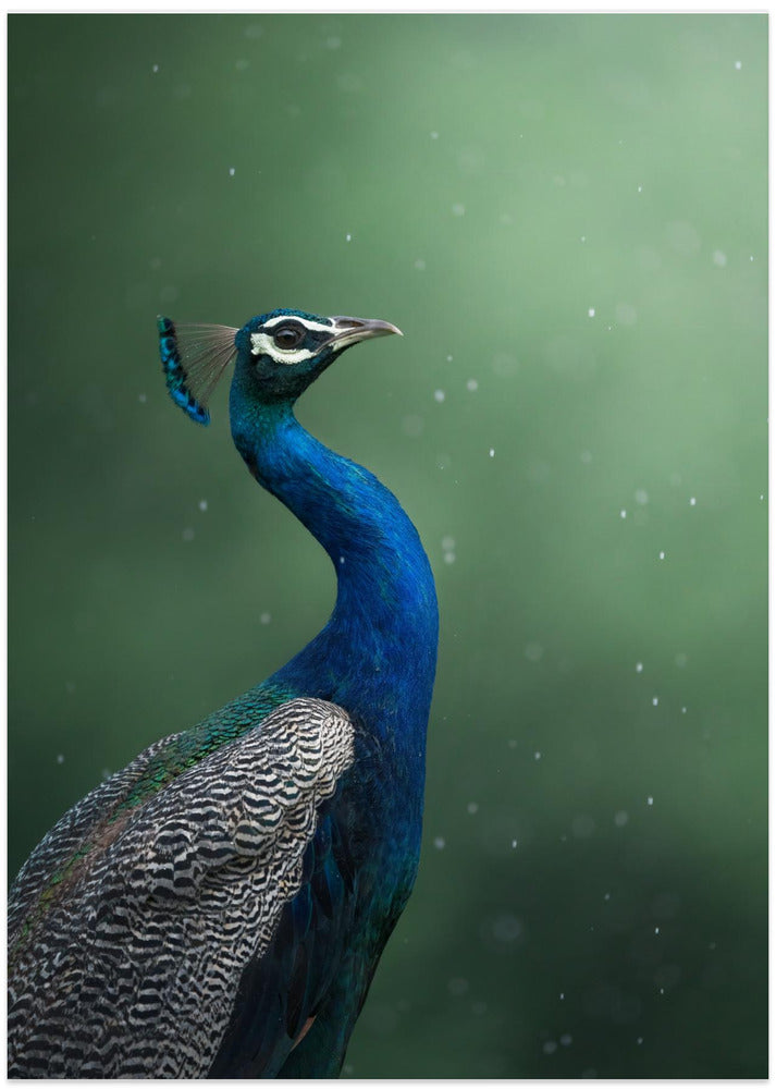 Crowned Onlooker