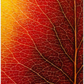 Autumn Leaf
