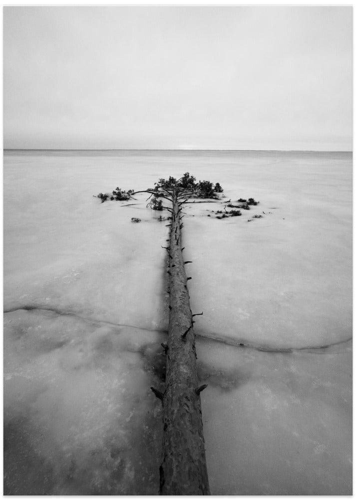 Tree in ice