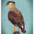 Canvas Art Print Carancho