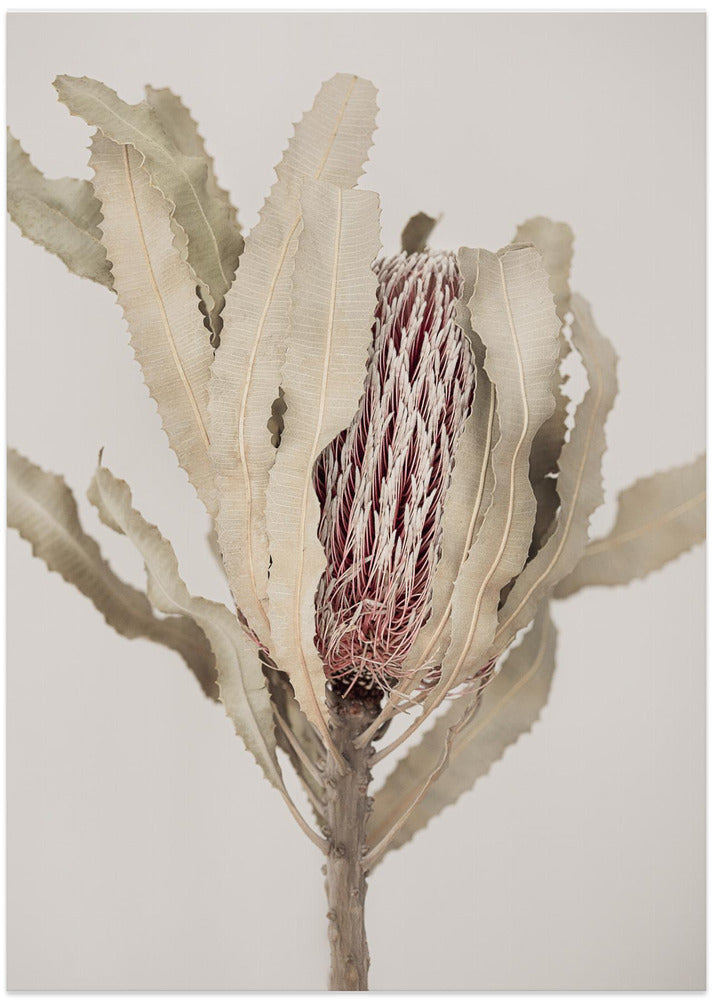 Banksia
